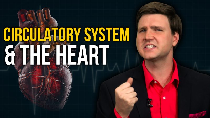The Circulatory System and the Human Heart | David Rives
