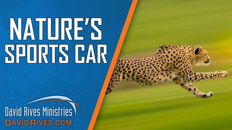 Nature's Sport's Car | David Rives