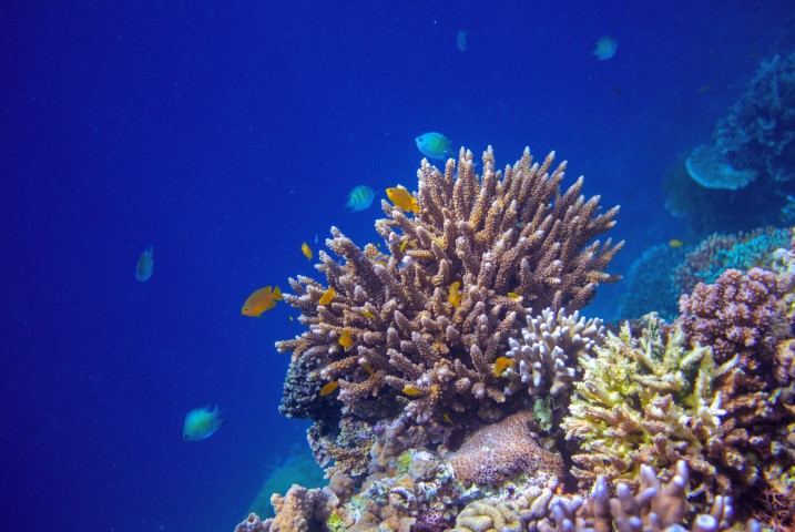 Tropical seashore underwater landscape. Coral reef wall in open sea water.