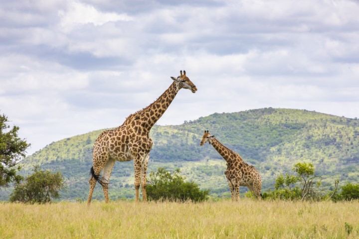 Giraffes